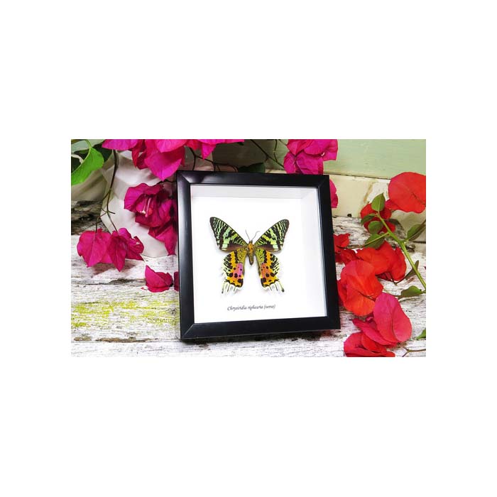 Chrysiridia riphearia verso