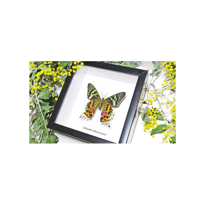 Chrysiridia riphearia verso