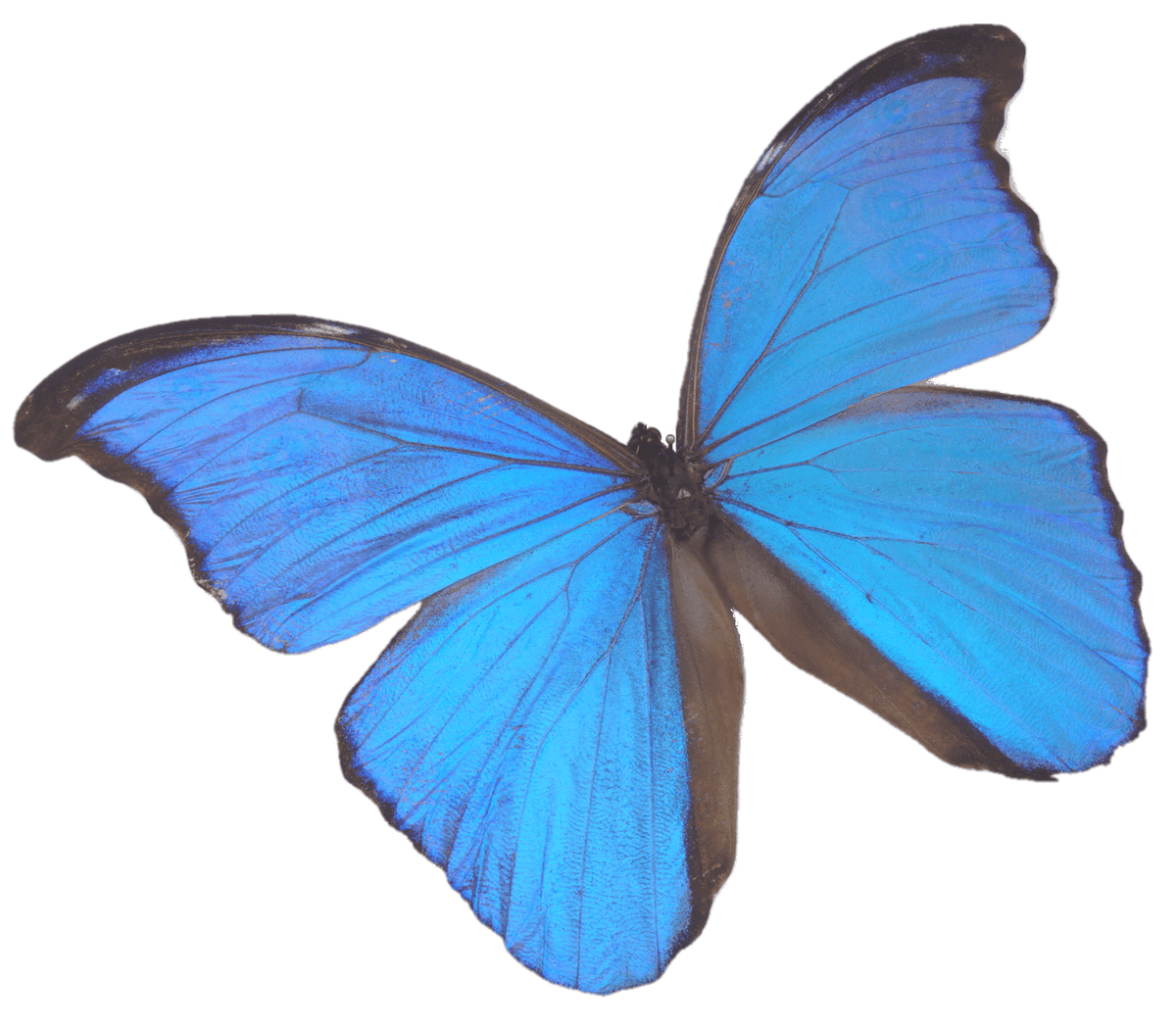 Insect Entomology Pins  Spring Steel with Black Enamel Finish Pack of 100