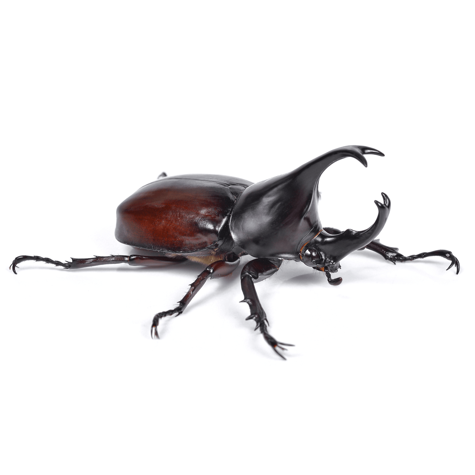 Xylotrupes australicus  (Rhinoceros Beetle)