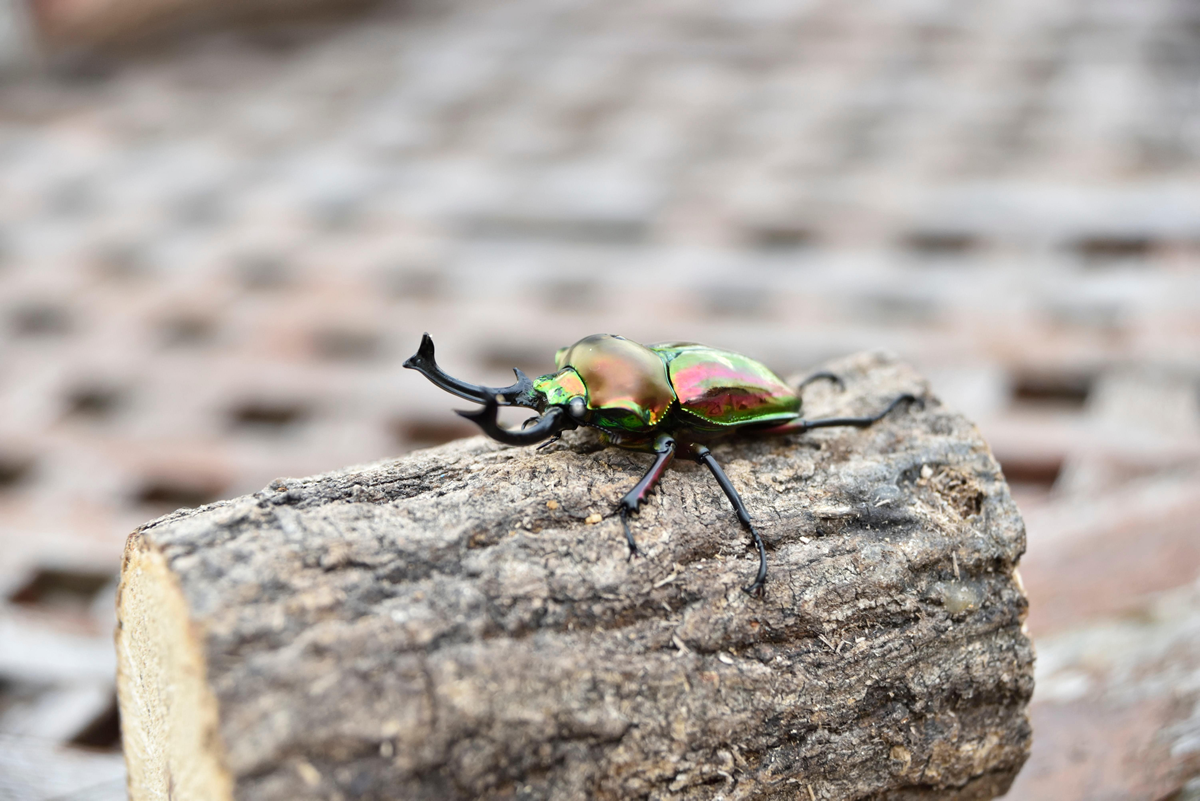 Phalacrognathus muelleri (Rainbow Stag Beetle, King Stag Beetle)