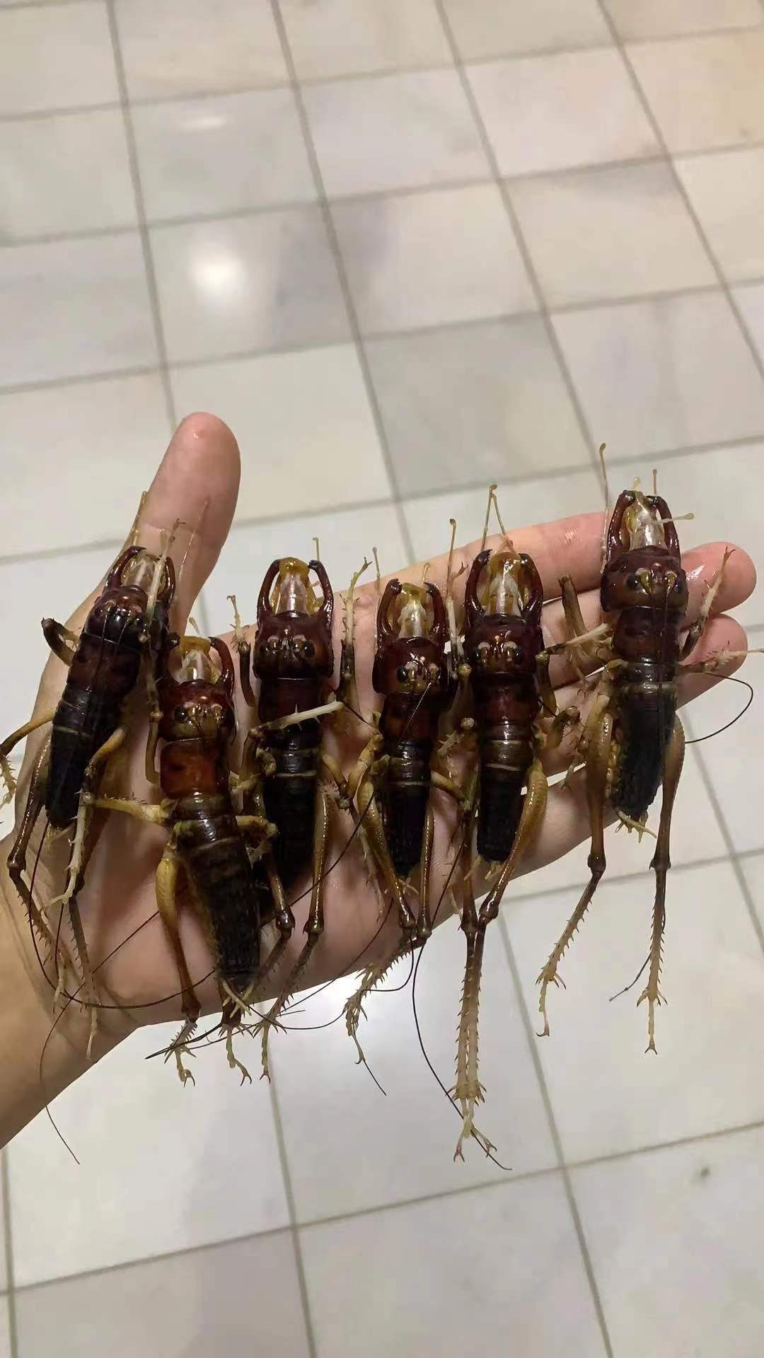 Giant King Crickets (Anostostoma australasiae) Pair A1 condition