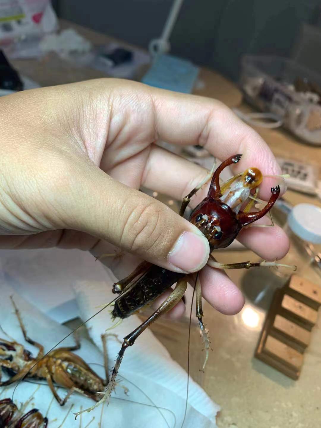 Giant King Crickets (Anostostoma australasiae) Pair A1 condition