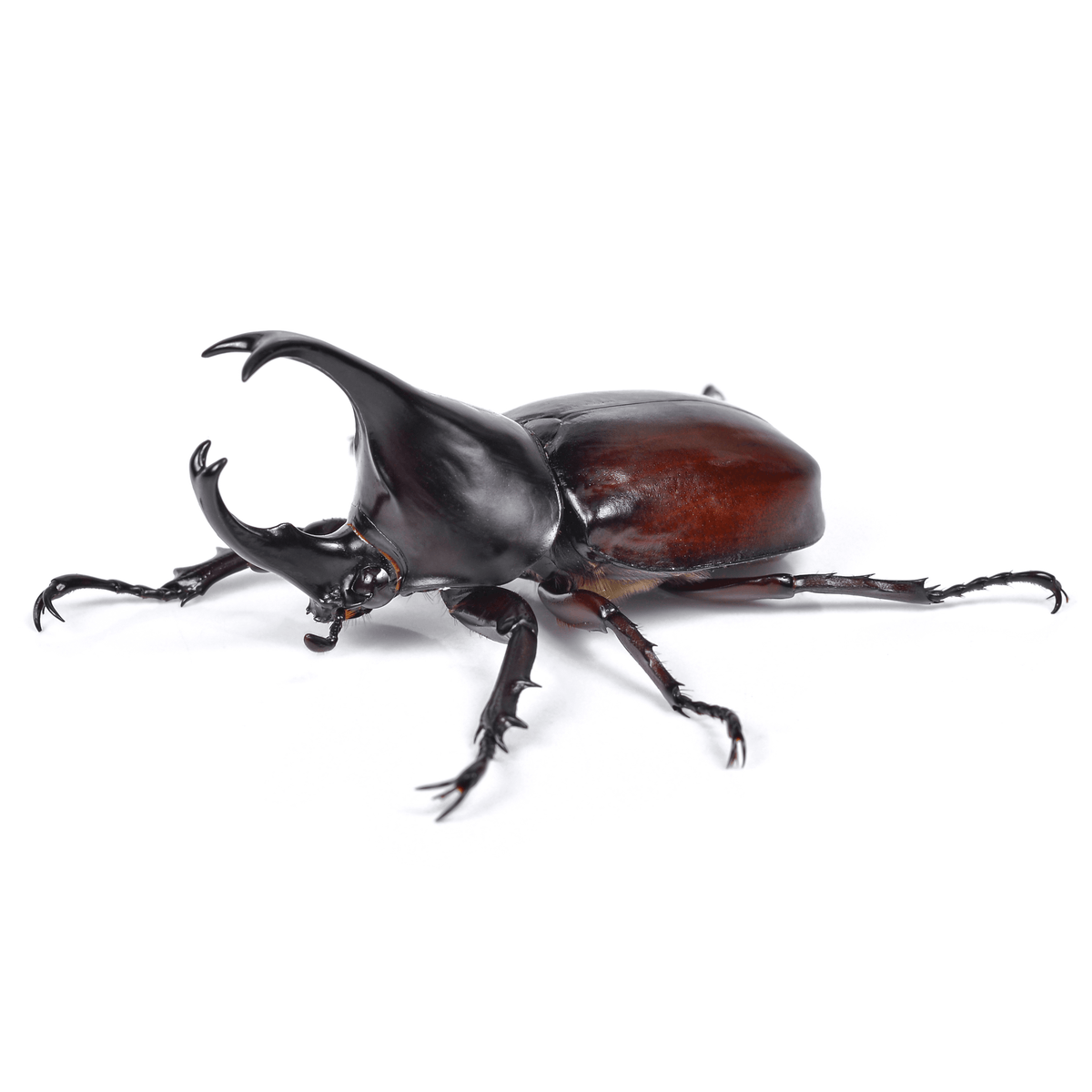 Xylotrupes australicus  (Rhinoceros Beetle)