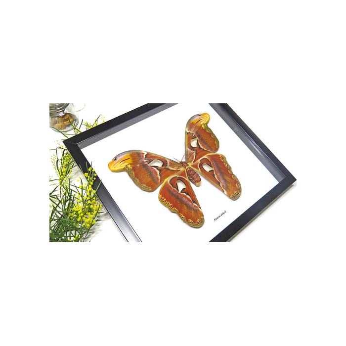 Giant Atlas Moth (Attacus atlas female)