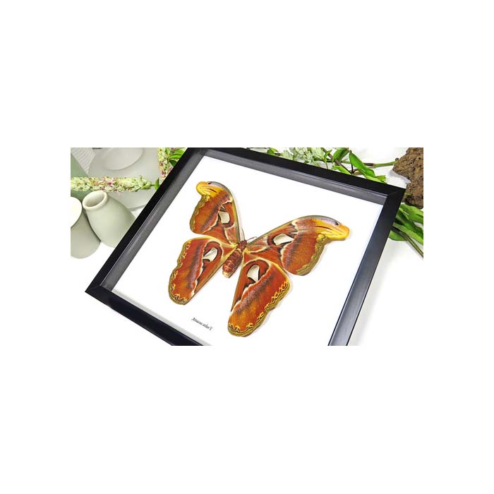Giant Atlas Moth (Attacus atlas female)