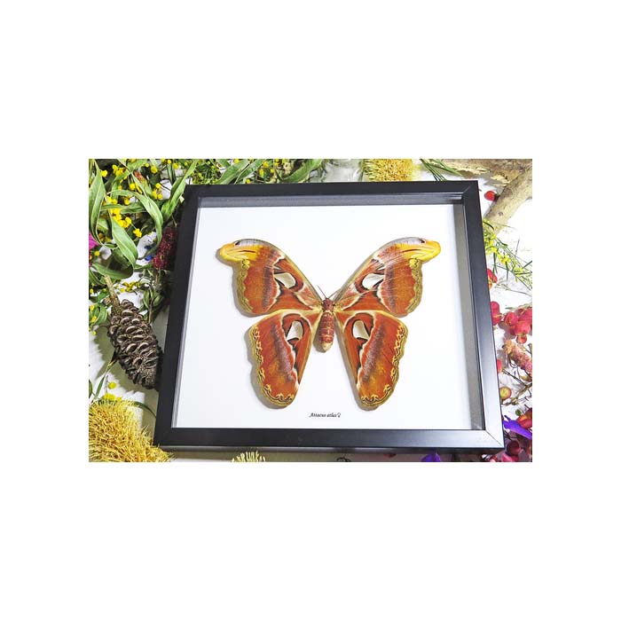 Giant Atlas Moth (Attacus atlas female)