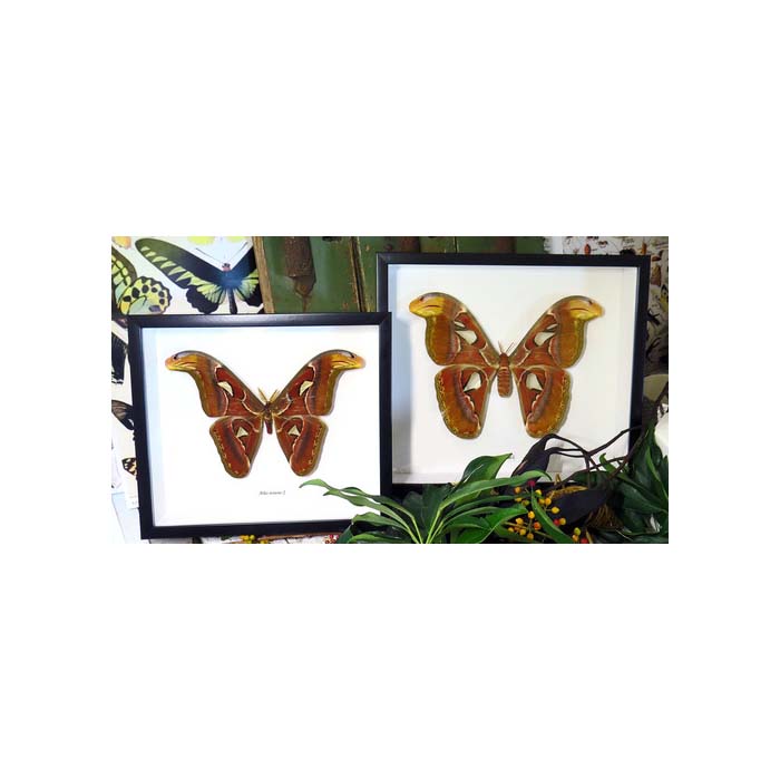 Giant Atlas Moth (Attacus atlas female)