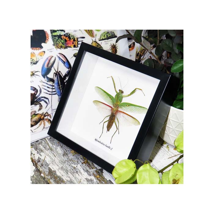 Giant Asian shield mantis (Rhombodera basalis Mantid)