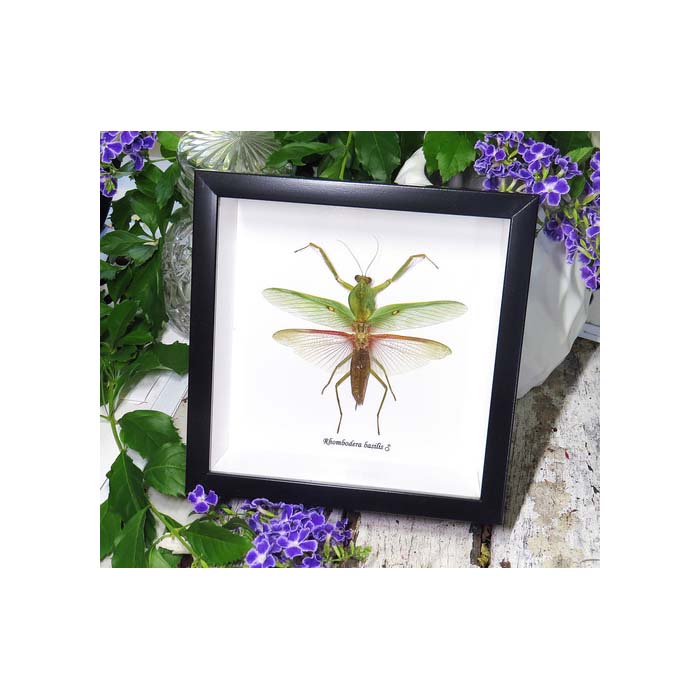 Giant Asian shield mantis (Rhombodera basalis Mantid)