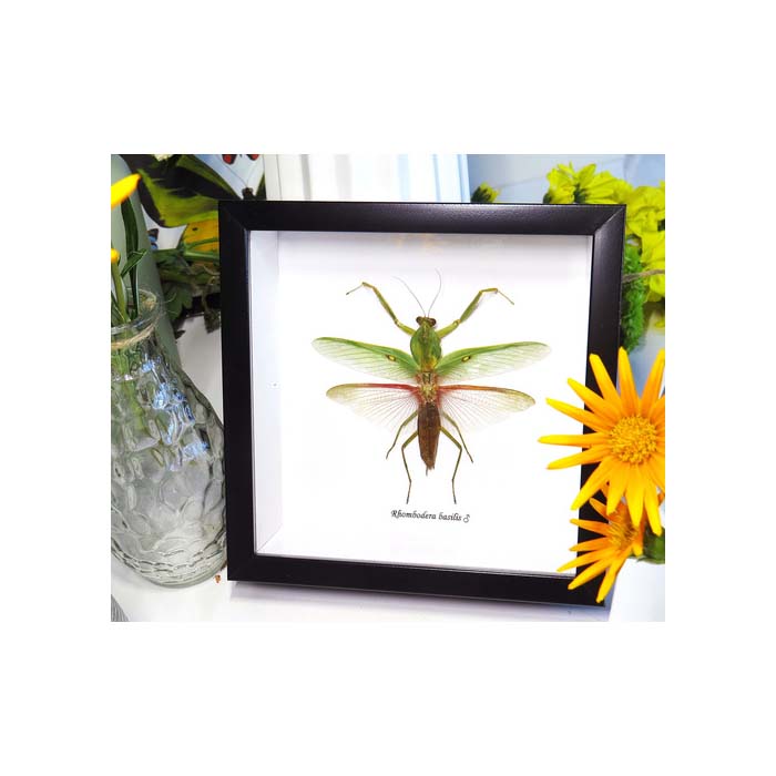 Giant Asian shield mantis (Rhombodera basalis Mantid)