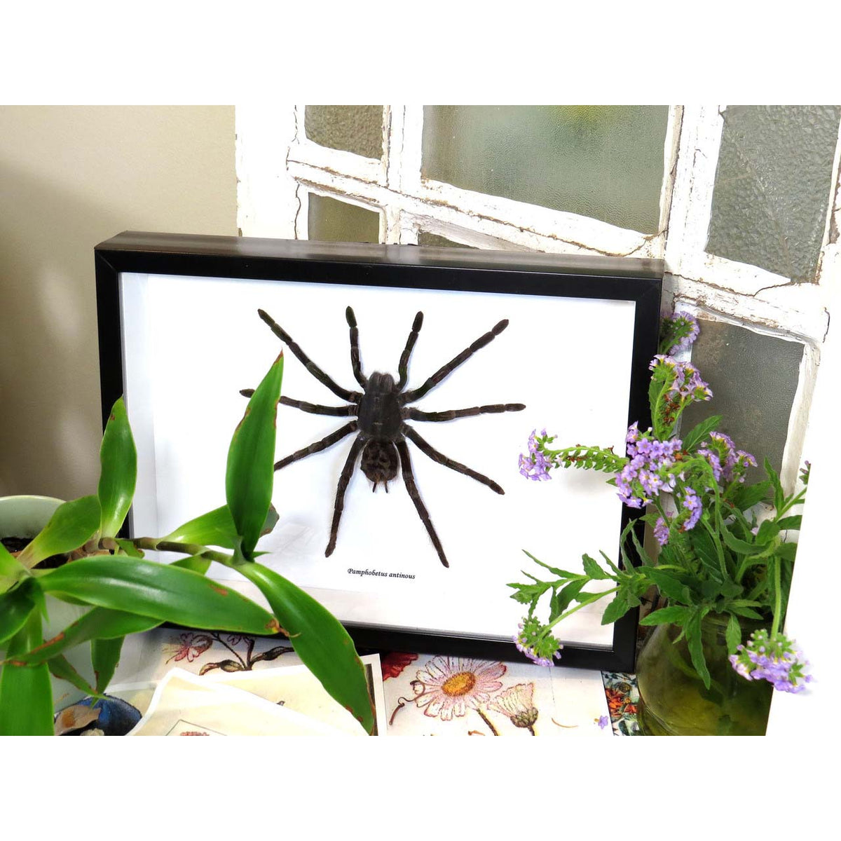 Pamphobeteus antinous XL