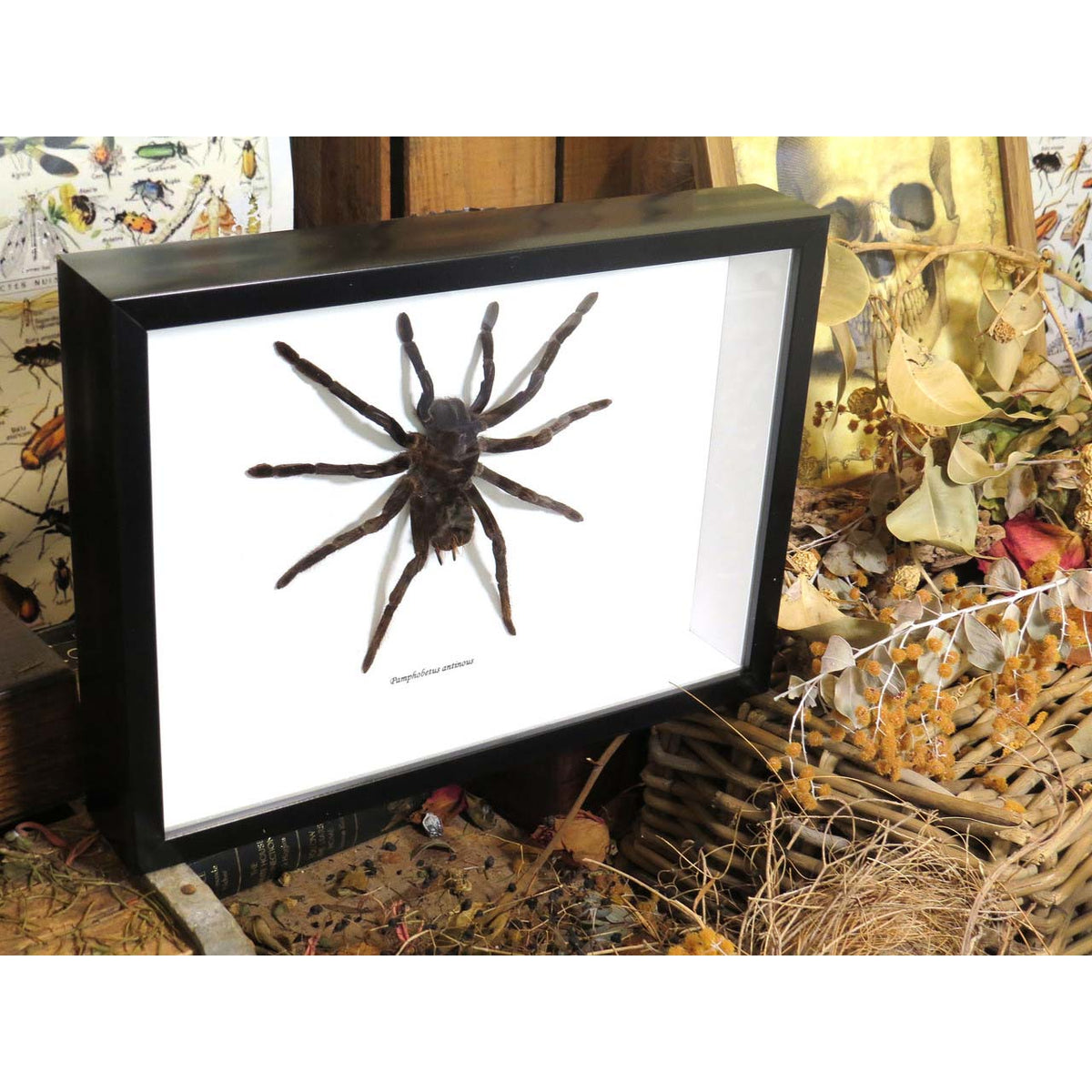 Pamphobeteus antinous XL