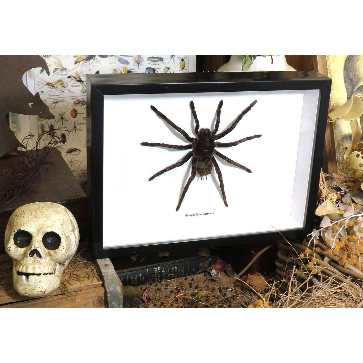 Pamphobeteus antinous XL