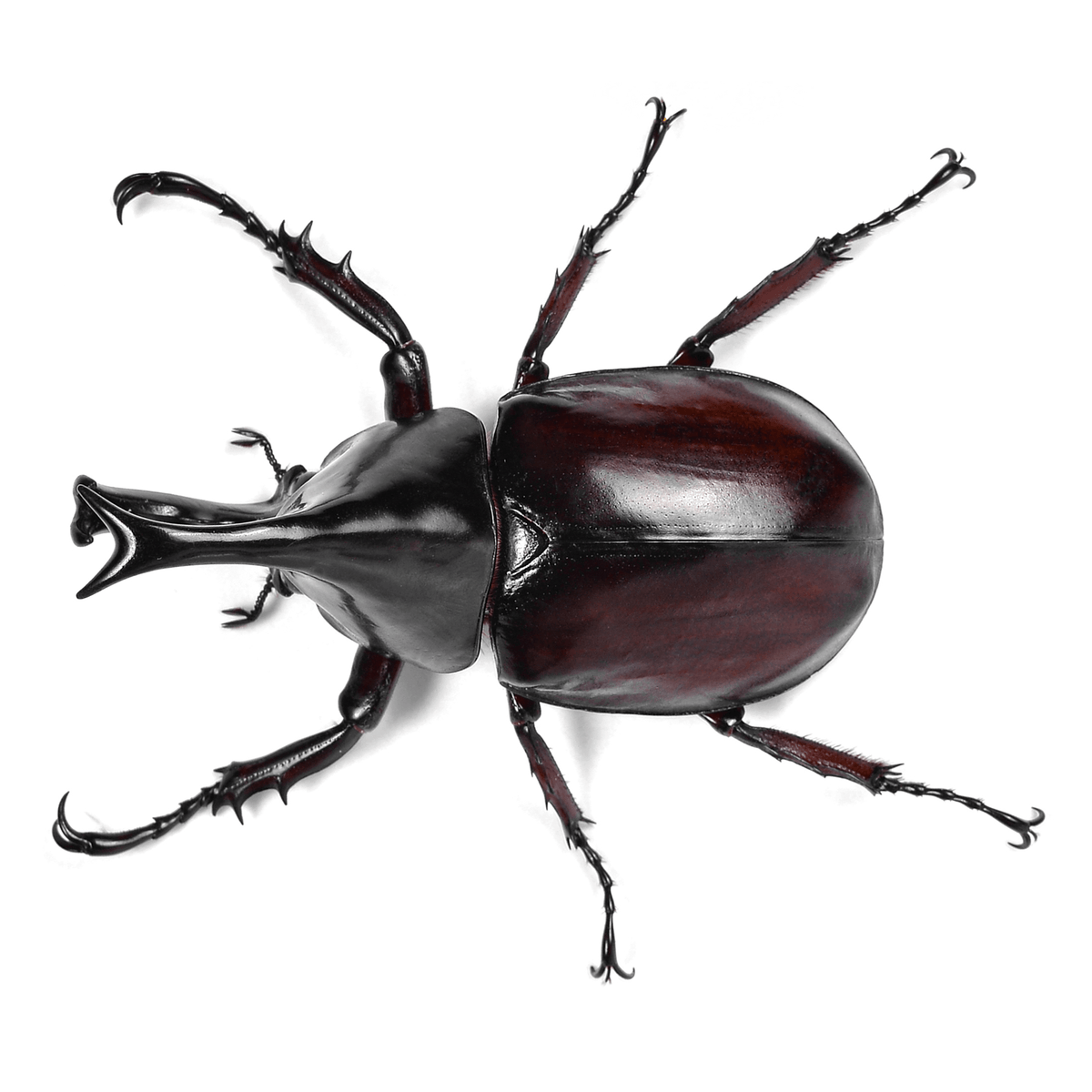 Xylotrupes australicus  (Rhinoceros Beetle)