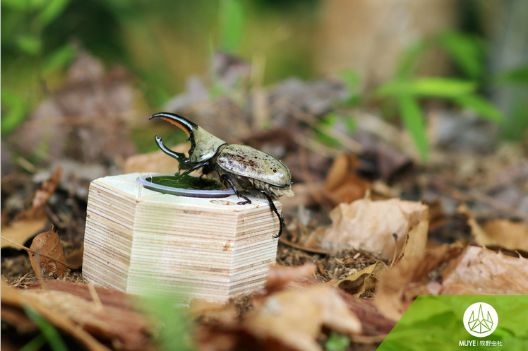 YUE Jelly Cups Holder for 16g and 25g Jelly Cups