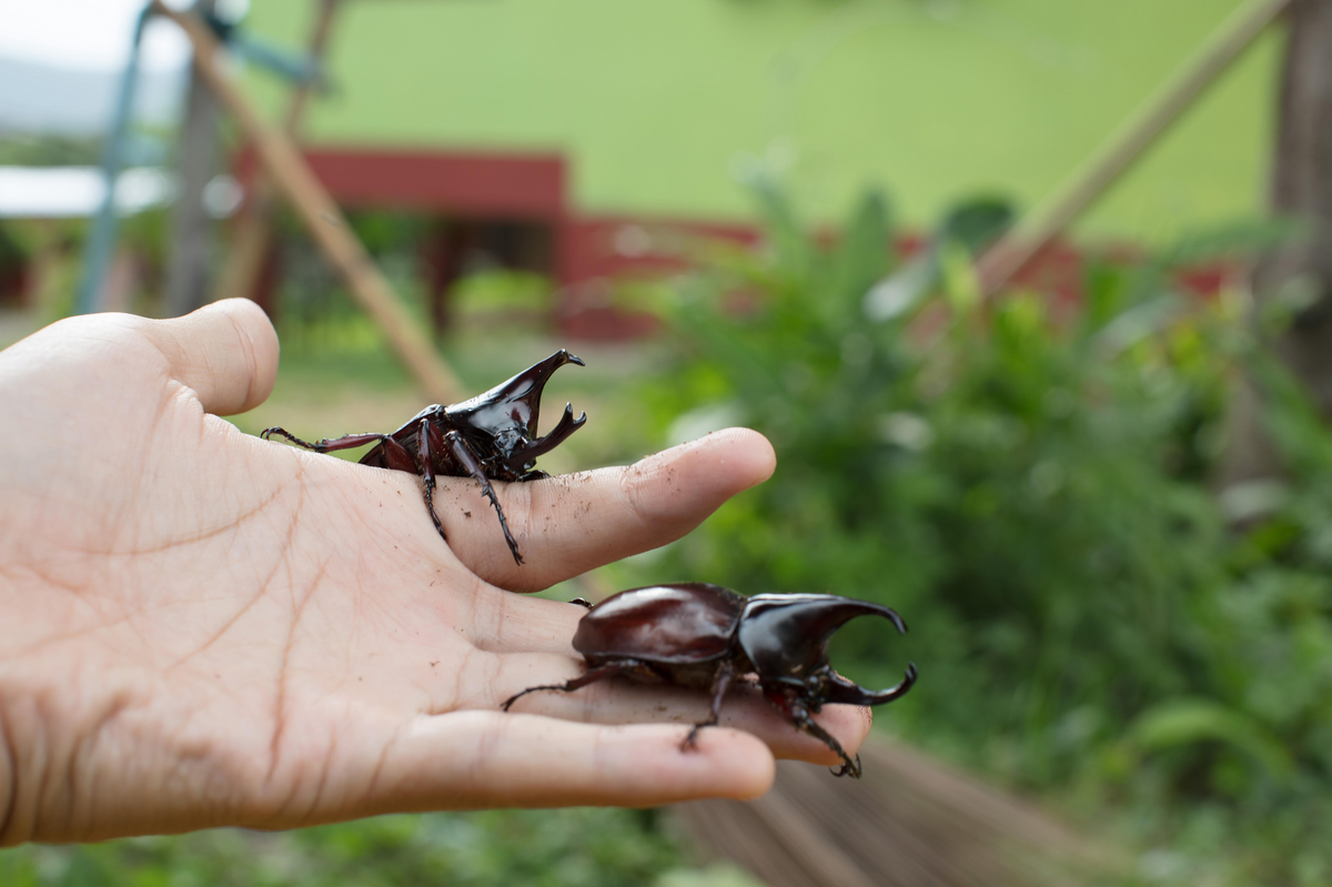 Xylotrupes australicus  (Rhinoceros Beetle)