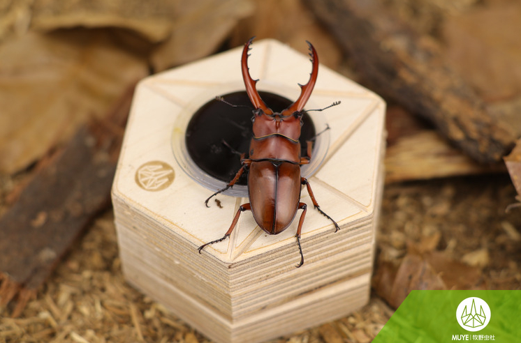 YUE Jelly Cups Holder for 16g and 25g Jelly Cups
