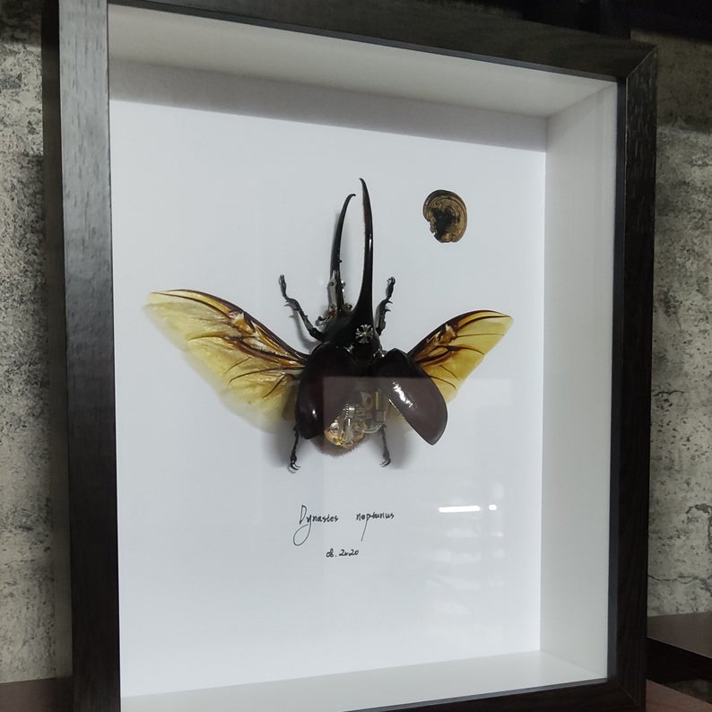 Steampunk Beetle Handmade Clockwork Dynastes Neptunus for Collecting Sculpture Wall Decor Ornament Gift for Men Him Robots Aesthetic Art