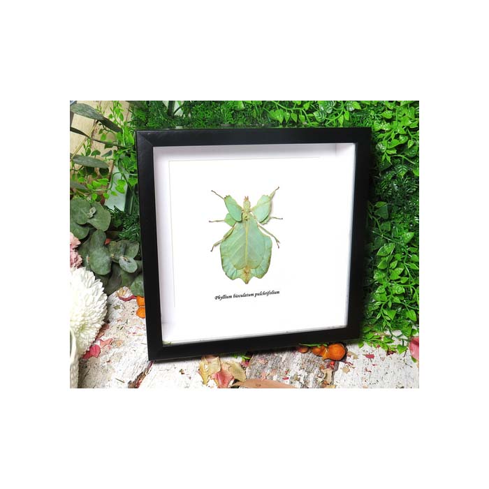 Phyllium bioculatum pulchrifolium green