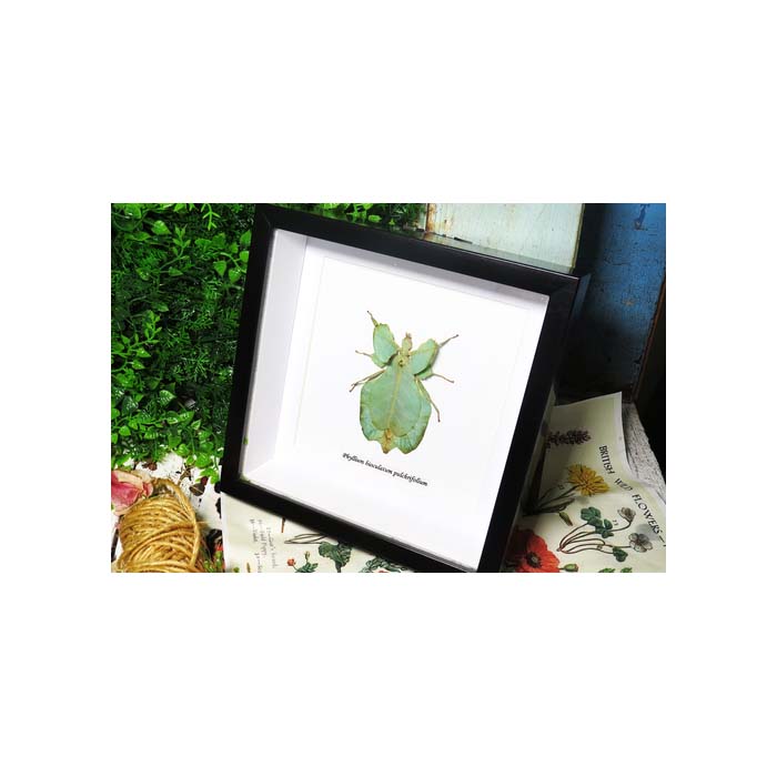 Phyllium bioculatum pulchrifolium green