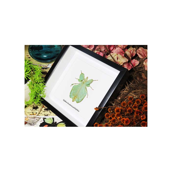 Phyllium bioculatum pulchrifolium green