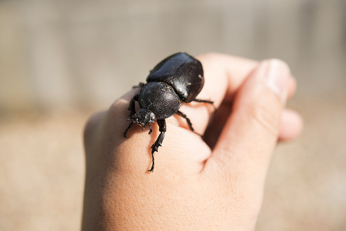 Xylotrupes australicus  (Rhinoceros Beetle)