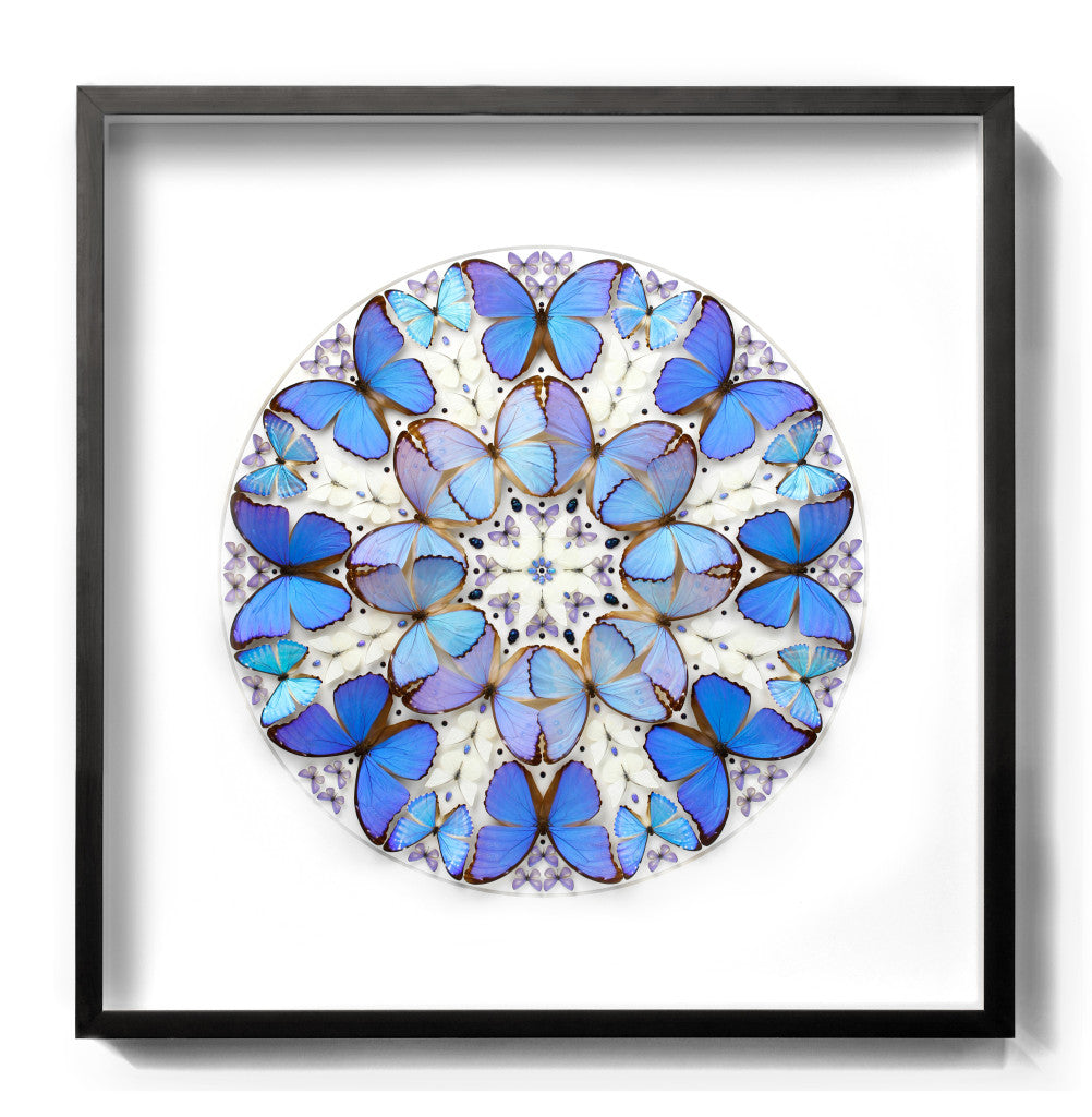 Butterflies in Frame Wall Decoration 105x105cm