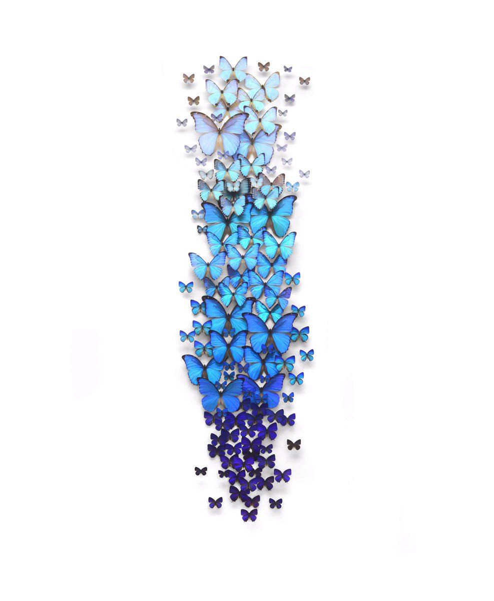 Butterflies in Frame Wall Decoration 95×177cm