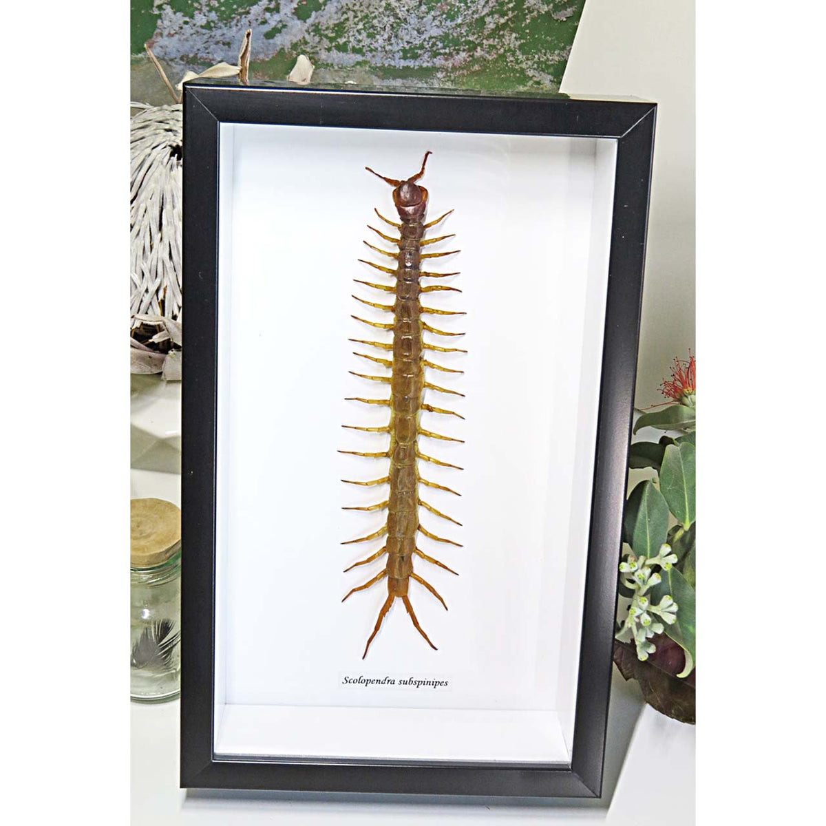 Scolopendra subspinipes