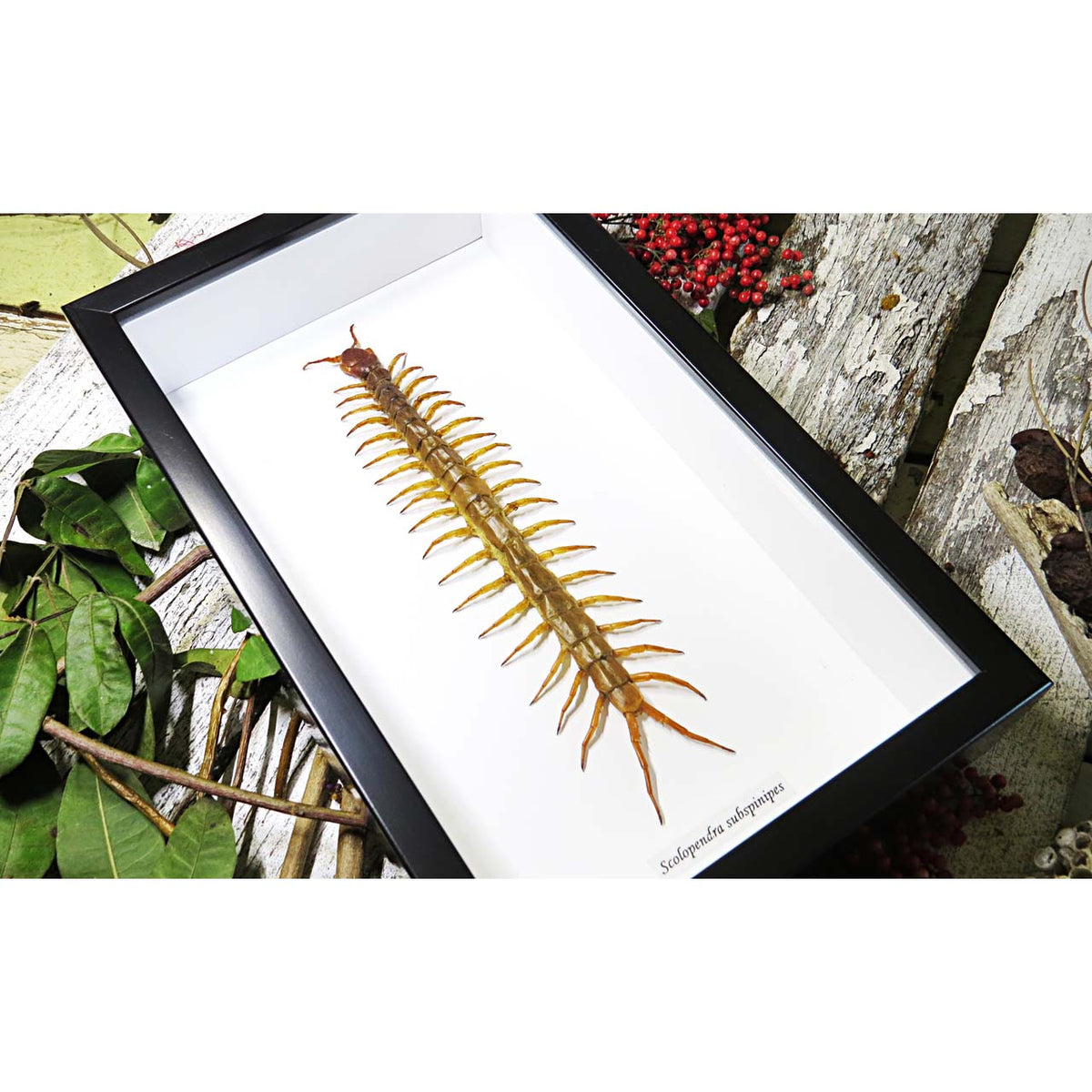 Scolopendra subspinipes