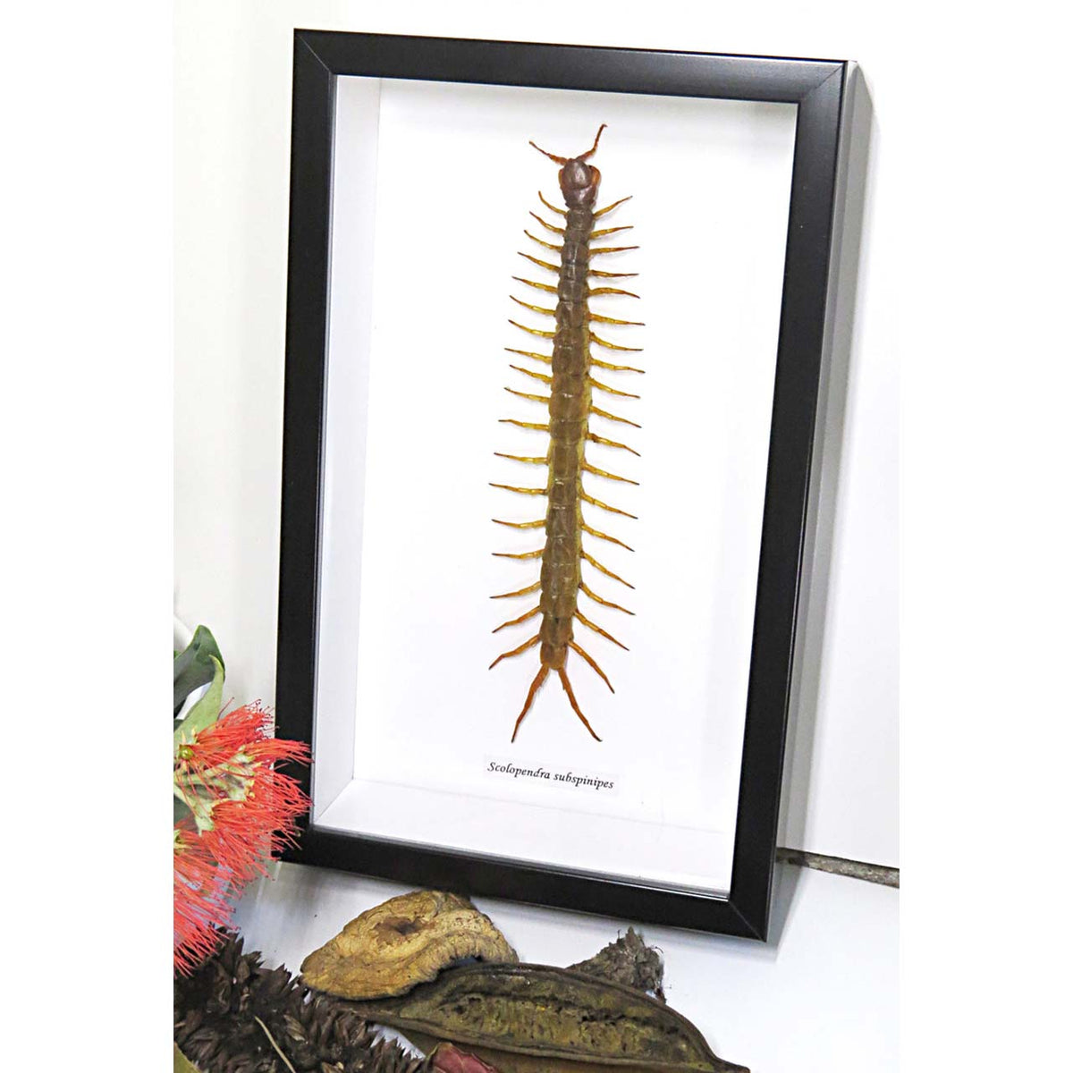 Scolopendra subspinipes