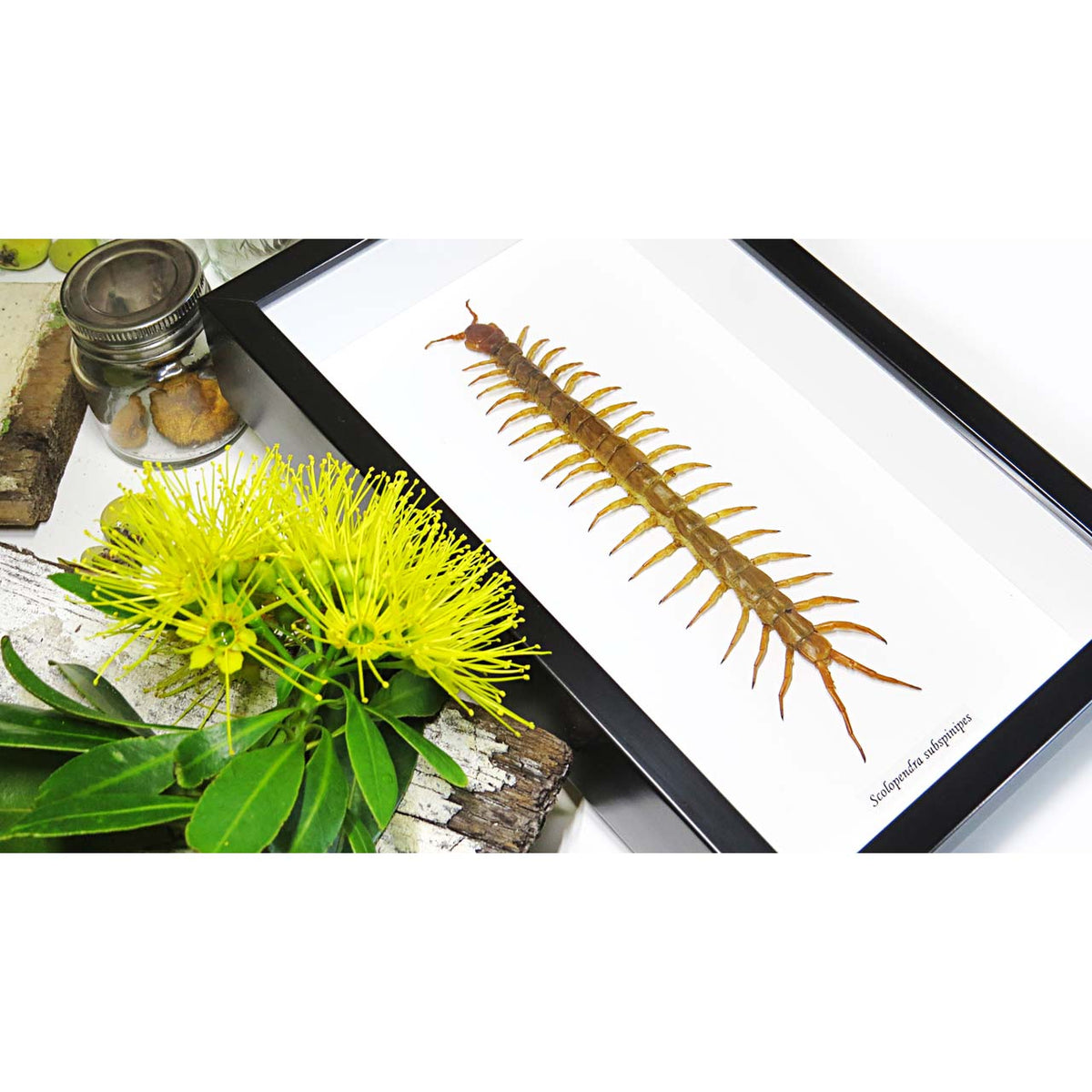 Scolopendra subspinipes