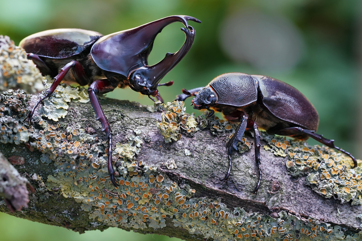 Xylotrupes australicus  (Rhinoceros Beetle)