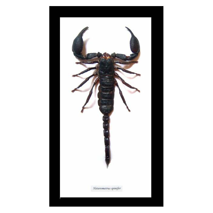 Scorpion Hetrometrus spinifer XL