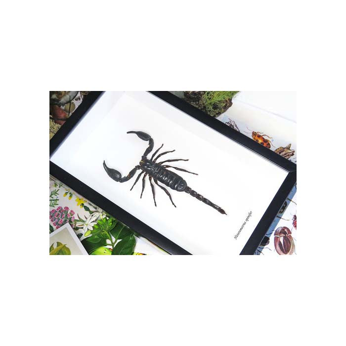 Scorpion Hetrometrus spinifer XL