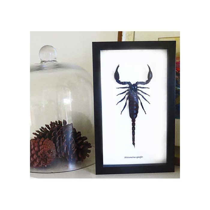 Scorpion Hetrometrus spinifer XL