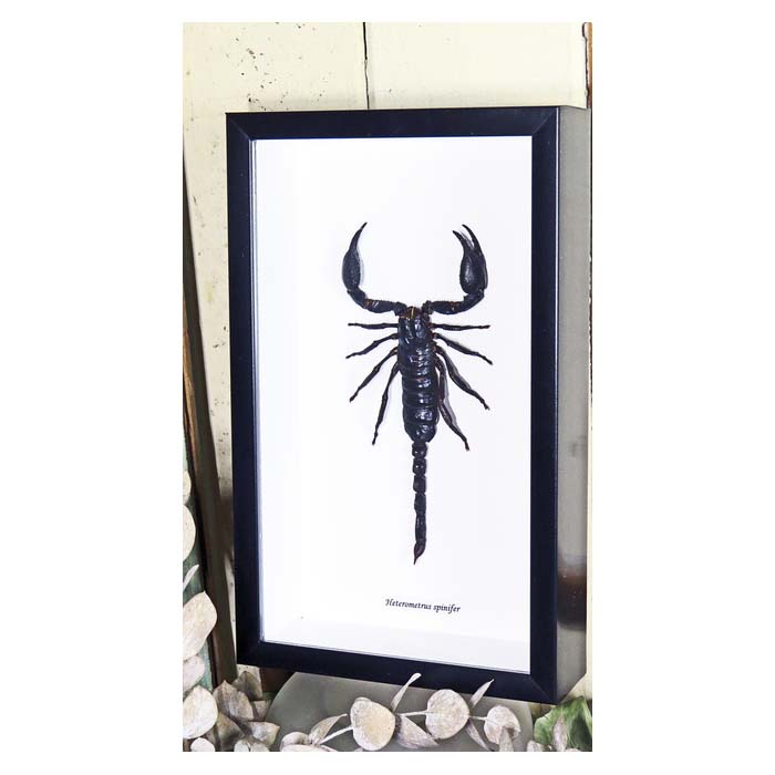 Scorpion Hetrometrus spinifer XL