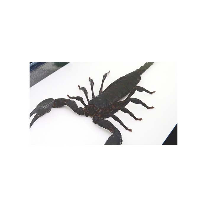 Scorpion Hetrometrus spinifer XL