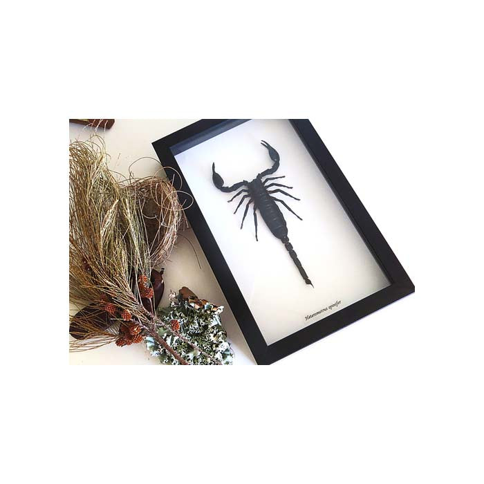 Scorpion Hetrometrus spinifer XL