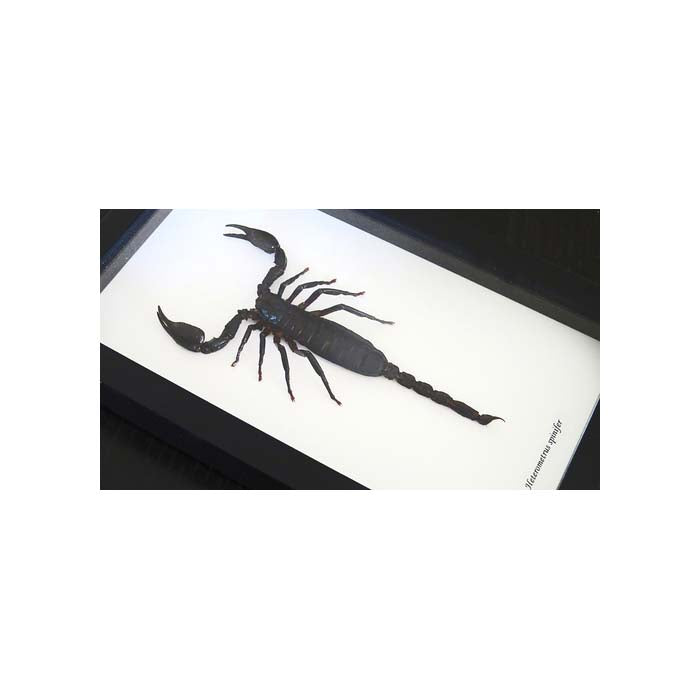 Scorpion Hetrometrus spinifer XL
