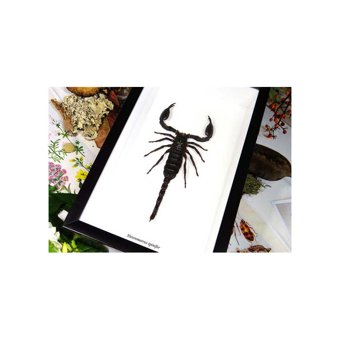 Scorpion Hetrometrus spinifer XL