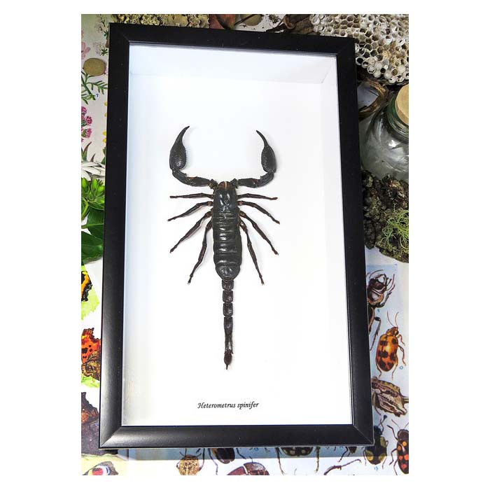 Scorpion Hetrometrus spinifer XL