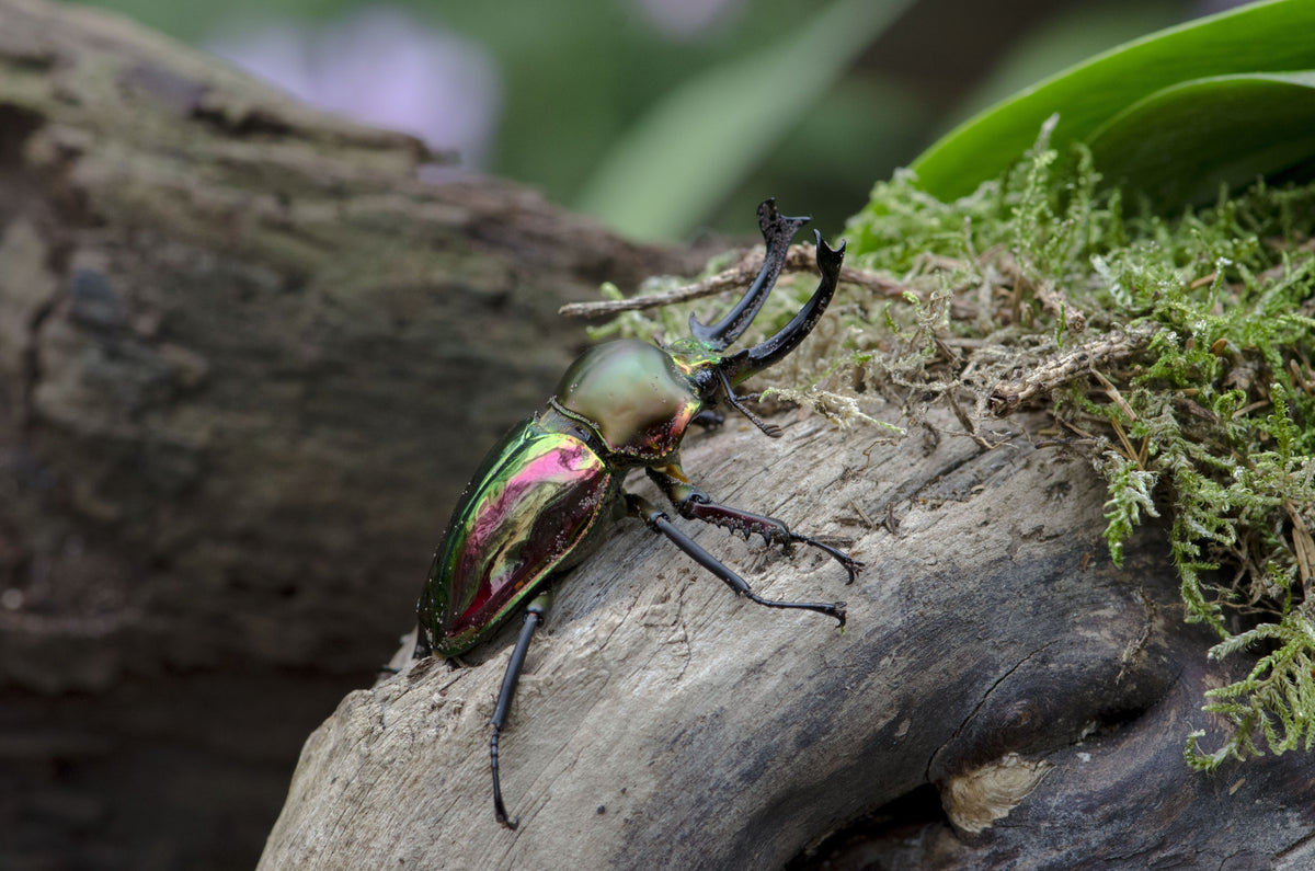 Phalacrognathus muelleri (Rainbow Stag Beetle, King Stag Beetle)