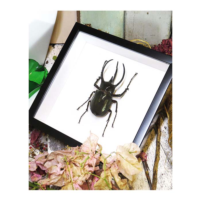 Chalcosoma caucasus male