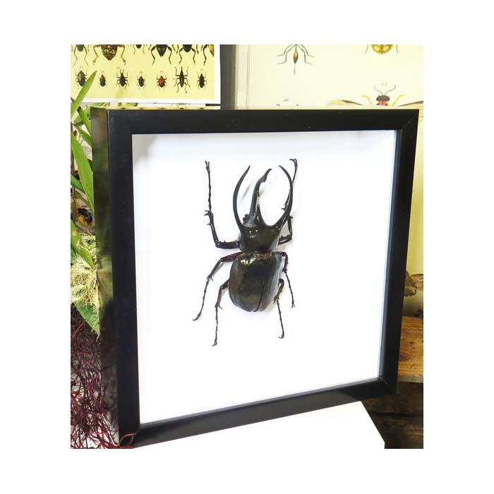 Chalcosoma caucasus male