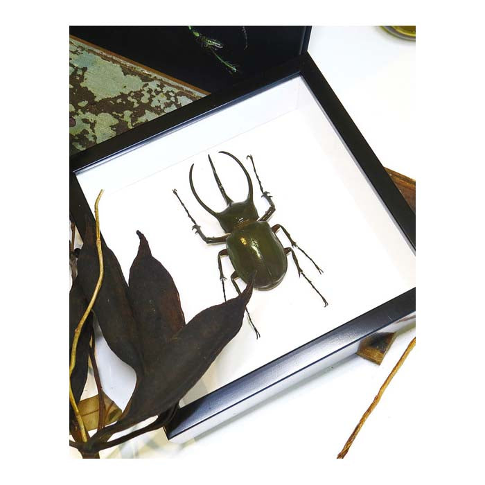 Chalcosoma caucasus male