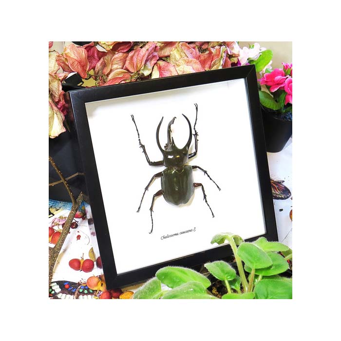 Chalcosoma caucasus male