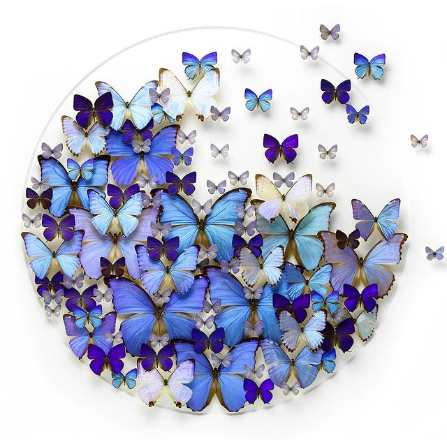 Butterflies in Frame Wall Decoration 95x95cm