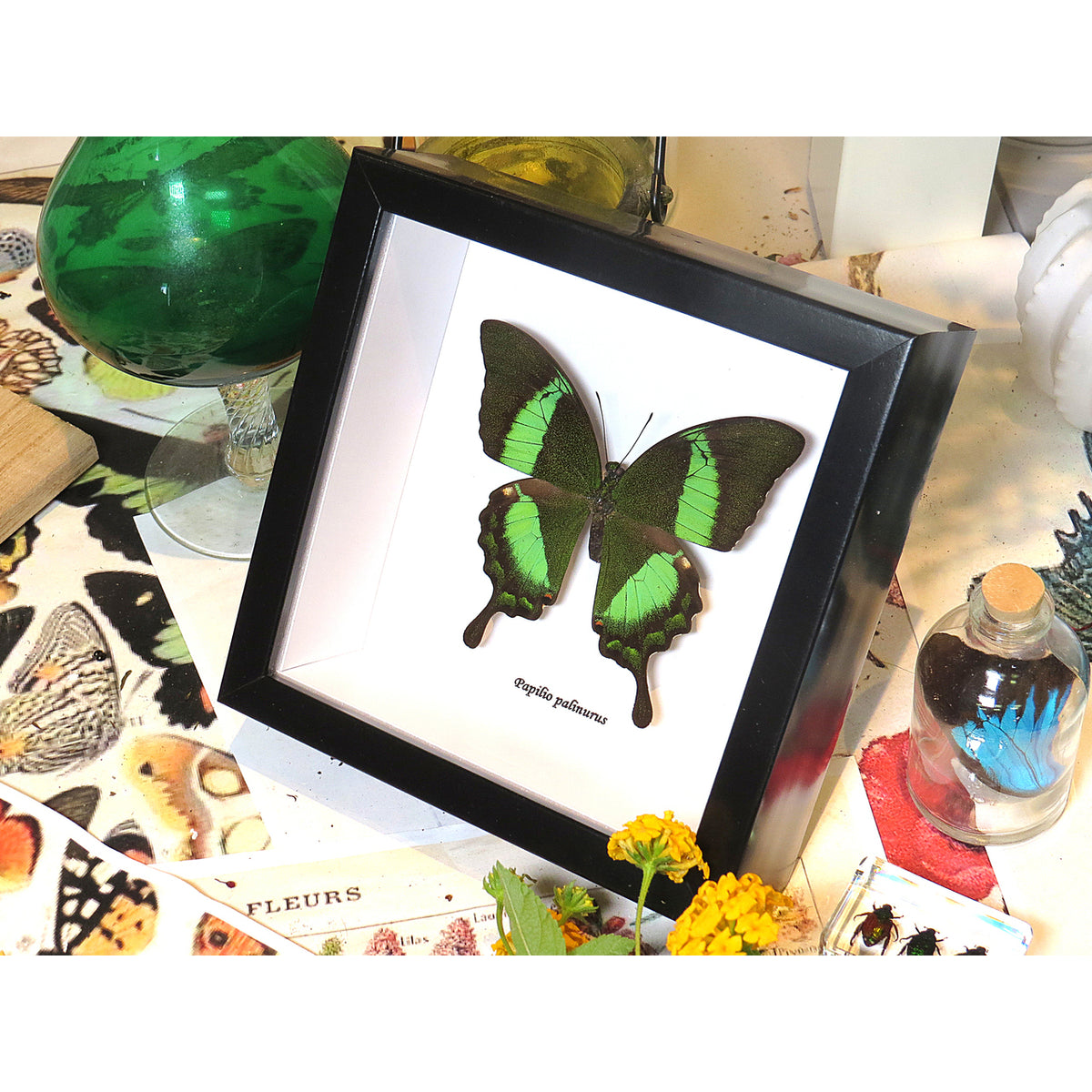 The Emerald Swallowtail Butterfly (Papilio palinurus)
